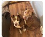 Small #3 American Bandogge mastiff