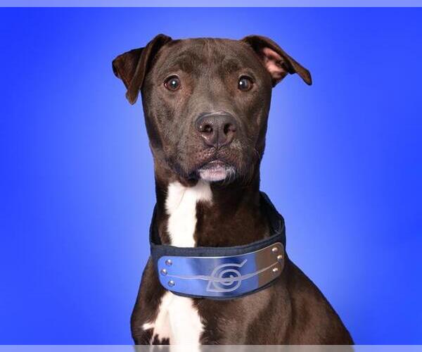 Medium Photo #2 American Staffordshire Terrier Puppy For Sale in Fort Lauderdale, FL, USA