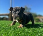 Small #5 English Bulldog