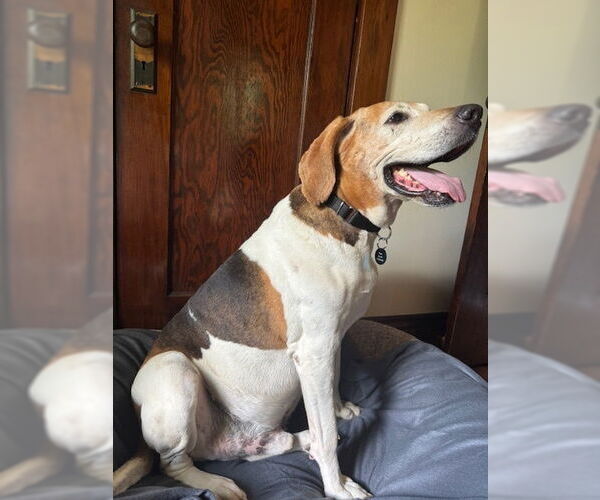 Medium Photo #2 Coonhound-Unknown Mix Puppy For Sale in Springdale, PA, USA