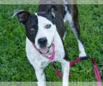 Small #1 American Staffordshire Terrier Mix