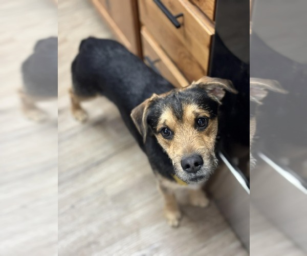 Medium Photo #2 Mutt Puppy For Sale in Sandy, UT, USA