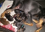 Small Photo #11 Doberman Pinscher Puppy For Sale in INWOOD, IN, USA