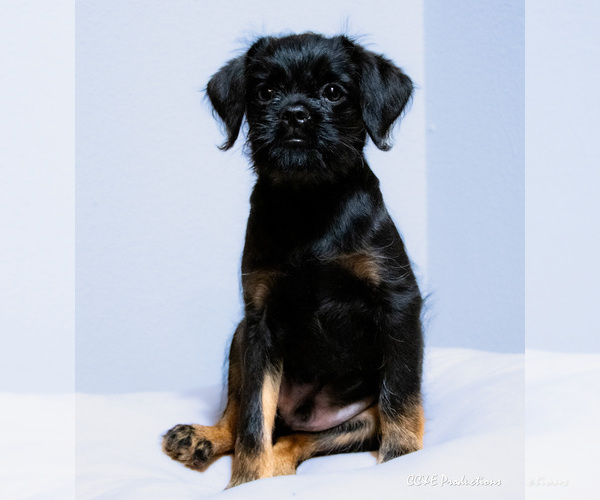Medium Photo #4 Brussels Griffon Puppy For Sale in WOODINVILLE, WA, USA