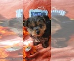 Small #6 Yorkshire Terrier