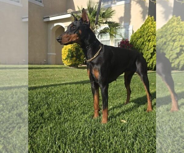 Medium Photo #1 Doberman Pinscher Puppy For Sale in FORT LAUDERDALE, FL, USA