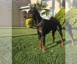 Small Photo #1 Doberman Pinscher Puppy For Sale in FORT LAUDERDALE, FL, USA