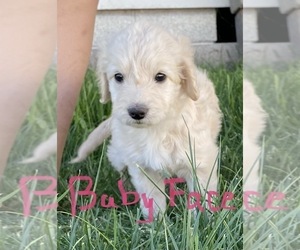 Goldendoodle-Poodle (Standard) Mix Puppy for sale in JOSEPH CITY, AZ, USA
