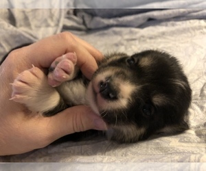 Pembroke Welsh Corgi Puppy for sale in RAMONA, OK, USA