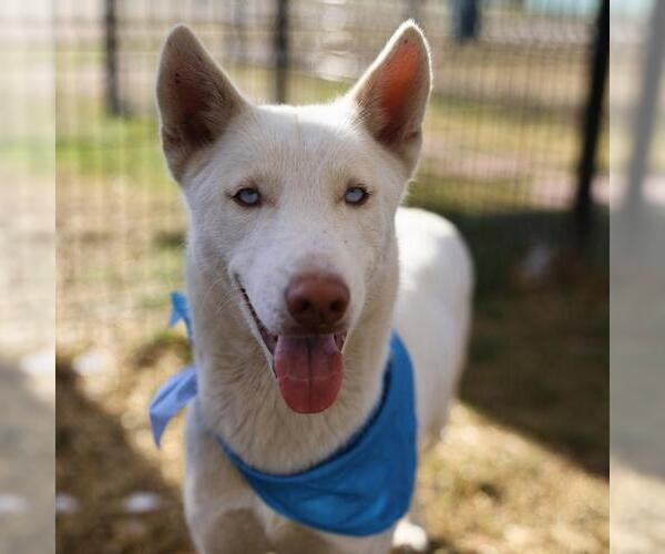 Medium Photo #1 Siberian Husky-Unknown Mix Puppy For Sale in San Antonio, TX, USA