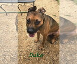 Small #2 American Staffordshire Terrier-Boxer Mix