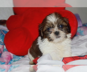Shih Tzu Puppy for sale in FREMONT, CA, USA
