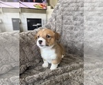 Puppy Rosie Pembroke Welsh Corgi