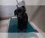 Small Labrador Retriever