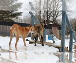 Small #24 Saluki-Whippet Mix