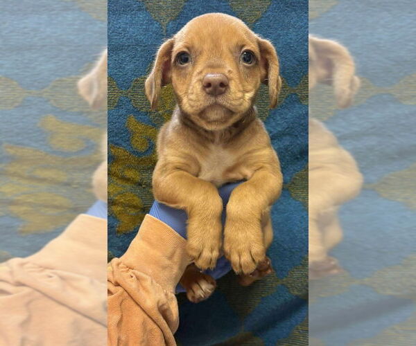 Medium Photo #9 Mutt Puppy For Sale in New York, NY, USA