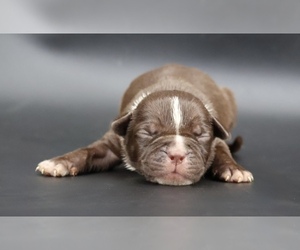 American Bully Puppy for sale in CHAMPAIGN, IL, USA