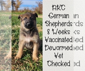German Shepherd Dog Puppy for sale in MASON, OH, USA