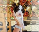Small #7 Aussiedoodle Miniature 