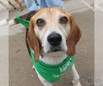 Small #6 Beagle Mix