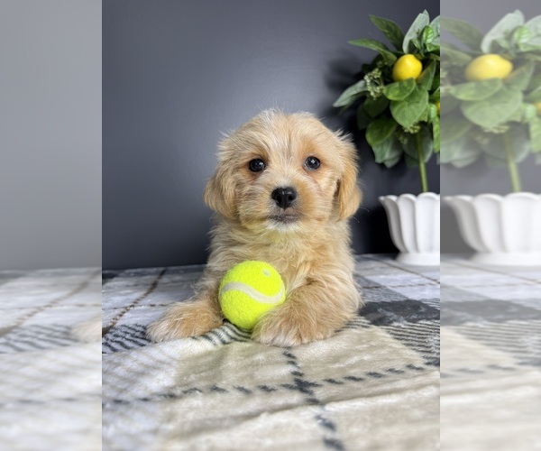 Medium Photo #4 Maltipoo Puppy For Sale in GREENFIELD, IN, USA