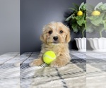 Small #3 Maltipoo