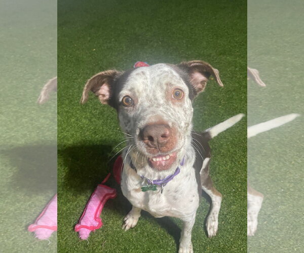 Medium Photo #20 Mutt Puppy For Sale in Pompano Beach , FL, USA