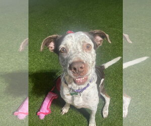 Hayden - Female American Pit Bull Terrier-Pointer Mix Dog for Adoption - Photo #20