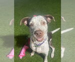 Small Photo #20 Mutt Puppy For Sale in Pompano Beach , FL, USA