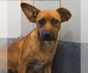 Dachshund-Unknown Mix Dogs for adoption in San Antonio, TX, USA