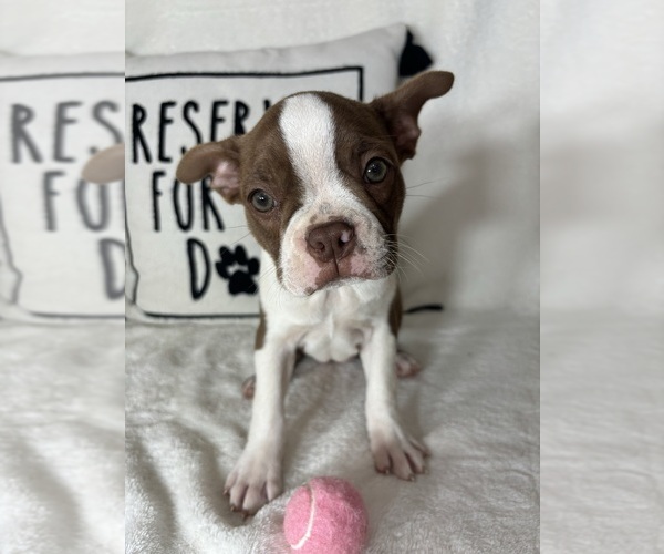 Medium Photo #2 Boston Terrier Puppy For Sale in GREENFIELD, IN, USA