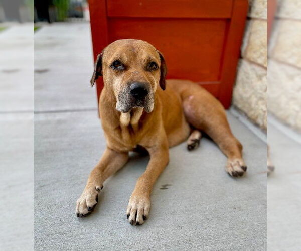 Medium Photo #1 Boxer-Unknown Mix Puppy For Sale in Baytown, TX, USA