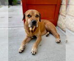 Small Boxer Mix