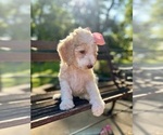 Small #4 Goldendoodle
