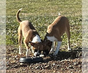 Hope - ADOPTION PENDING!! - Female Boxer-Unknown Mix Dog for Adoption - Photo #4