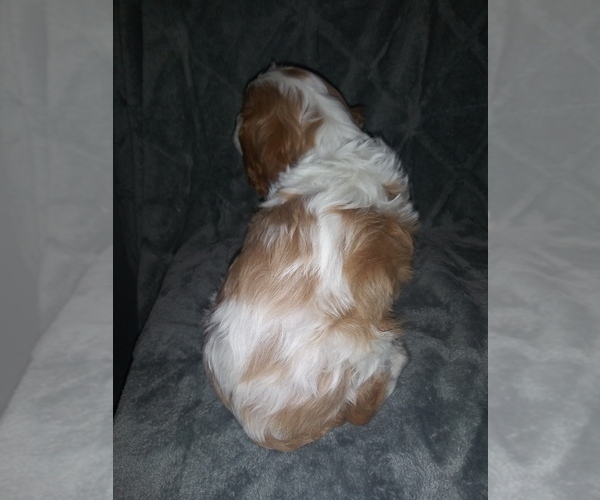 Medium Photo #5 Cavalier King Charles Spaniel Puppy For Sale in HOWLAND, OH, USA