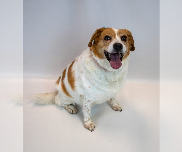 Medium Photo #2 Beagle-Unknown Mix Puppy For Sale in Kennesaw, GA, USA