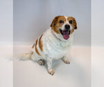 Small #1 Beagle Mix