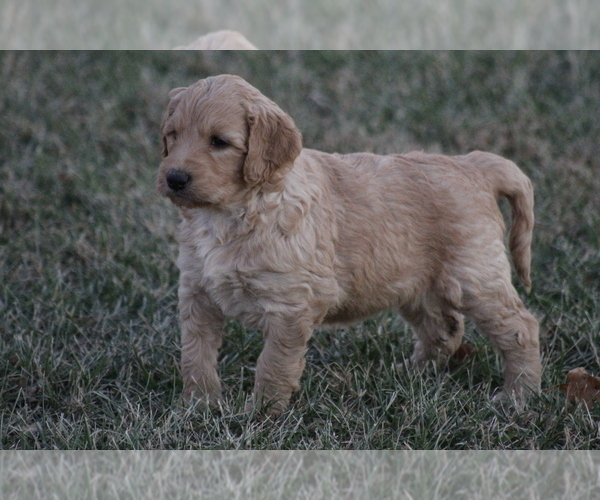 Medium Photo #10 Goldendoodle Puppy For Sale in MEMPHIS, MO, USA
