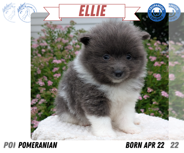 Medium Photo #50 Pomeranian Puppy For Sale in GOSHEN, IN, USA