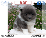 Small Photo #50 Pomeranian Puppy For Sale in GOSHEN, IN, USA