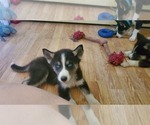 Small Photo #3 Siberian Husky Puppy For Sale in FLUSHING, MI, USA