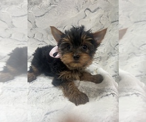 Yorkshire Terrier Puppy for sale in WAUKON, IA, USA