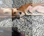 Small #1 Chihuahua Mix