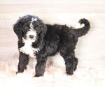 Small Photo #2 Bernedoodle Puppy For Sale in FREDERICKSBG, OH, USA