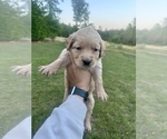 Small Photo #27 Golden Retriever Puppy For Sale in CONCORD, VA, USA