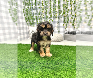 Cocker Spaniel-Poodle (Miniature) Mix Puppy for sale in MARIETTA, GA, USA