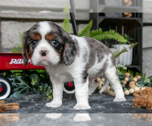 Medium Photo #3 Cavalier King Charles Spaniel Puppy For Sale in NARVON, PA, USA