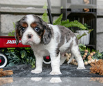 Small #2 Cavalier King Charles Spaniel