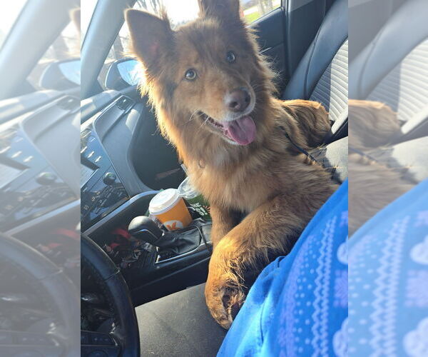 Medium Photo #2 Australian Shepherd-German Shepherd Dog Mix Puppy For Sale in Aurora, IN, USA